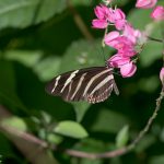 Schmetterling, Cienfuegos