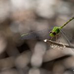 Libelle, Cienfuegos