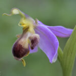 Bienenragwurz (Ophrys apifera var. bicolor)