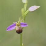 Bienenragwurz (Ophrys apifera var. bicolor)