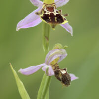 Bienenragwurz (Ophrys apifera var. friburgensis)