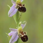Bienenragwurz