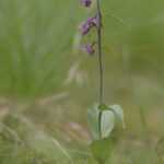 Braunrote Stendelwurz