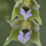 Breitblättrige Stendelwurz (Epipactis helleborine) - Bild-Nr. Dieter_250813_0342
