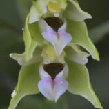 Breitblättrige Stendelwurz (Epipactis helleborine)