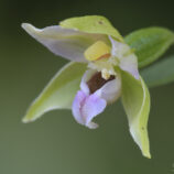 Breitblättrige Stendelwurz (Epipactis helleborine)