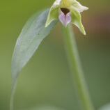 Breitblättrige Stendelwurz (Epipactis helleborine)
