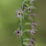 Breitblättrige Stendelwurz (Epipactis helleborine)