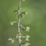 Breitblättrige x Violette Stendelwurz (E. helleborine x E. purpurata)