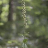 Breitblättrige x Violette Stendelwurz (E. helleborine x e. purpurata) - Bild-Nr. Dieter_250810_0224