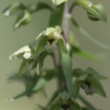 Breitblättrige x Violette Stendelwurz (E. helleborine x E. purpurata)