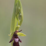 Fliegenragwurz (Ophrys insectifera)