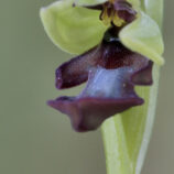 Fliegenragwurz (Ophrys insectifera)