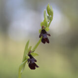 Fliegenragwurz (Ophrys insectifera)