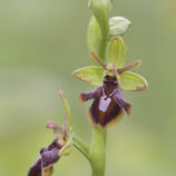 Fliegenragwurz x Spinnenragwurz (Ophrys insectifera x Ophris sphegodes)