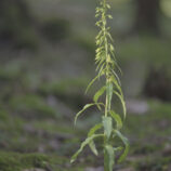 Greuters-Stendelwurz (Epipactis greuteri)