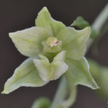 Greuters-Stendelwurz (Epipactis greuteri)