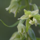 Greuters-Stendelwurz (Epipactis greuteri)
