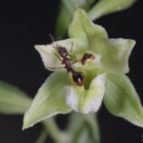 Greuters-Stendelwurz (Epipactis greuteri)