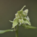 Greuters-Stendelwurz (Epipactis greuteri)