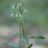Greuters-Stendelwurz (Epipactis greuteri)