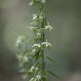 Greuters-Stendelwurz (Epipactis greuteri)