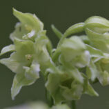Greuters-Stendelwurz (Epipactis greuteri)