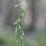 Greuters-Stendelwurz (Epipactis greuteri)