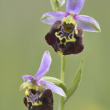 Hummelragwurz (Ophrys holoserica)