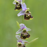 Hummelragwurz (Ophrys holoserica)