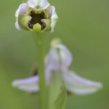 Hummelragwurz (Ophrys holoserica)