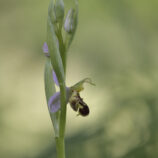 Hummelragwurz (Ophrys holoserica)