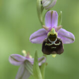 Hummelragwurz (Ophrys holoserica)
