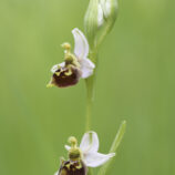 Hummelragwurz (Ophrys holoserica)