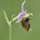 Hummelragwurz (Ophrys holoserica)