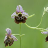 Hummelragwurz (Ophrys holoserica)