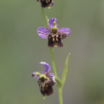 Hummelragwurz (Ophrys holoserica)