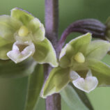 Violette Stendelwurz (Epipactis purpurata)