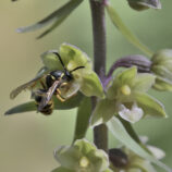 Violette Stendelwurz (Epipactis purpurata)