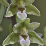 Violette Stendelwurz (Epipactis purpurata)