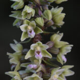 Violette Stendelwurz (Epipactis purpurata)