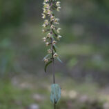 Violette Stendelwurz (Epipactis purpurata) - Bild-Nr. Dieter_250810_0203