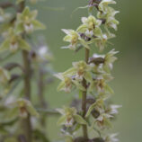 Violette Stendelwurz (Epipactis purpurata)