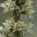 Violette Stendelwurz (Epipactis purpurata)