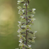 Violette Stendelwurz (Epipactis purpurata)
