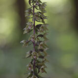 Violette Stendelwurz (Epipactis purpurata)