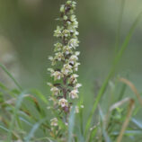Violette Stendelwurz (Epipactis purpurata)