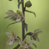 Violette Stendelwurz (Epipactis purpurata)