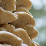 Dickstacheliger Schwammporling - Bild-Nr. Dieter_220125_0033