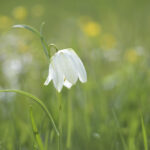 Schachbrettblume